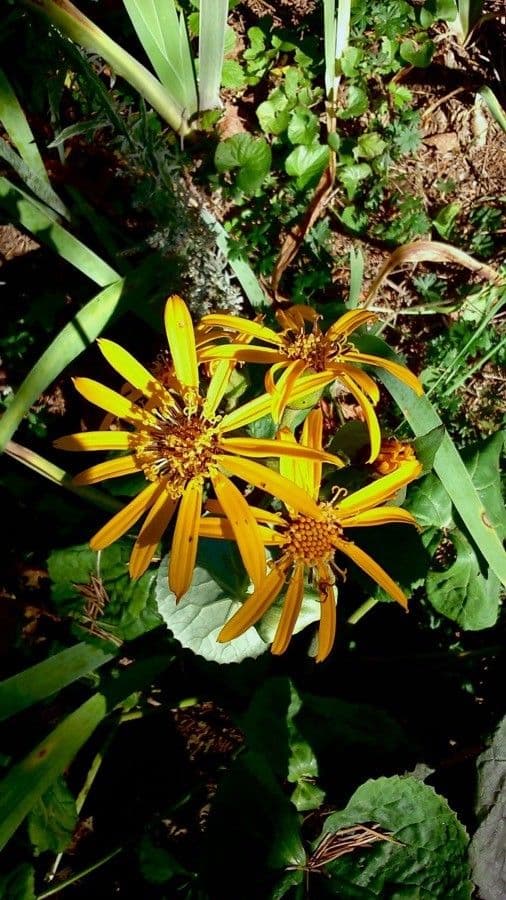 Ligularia dentata 3