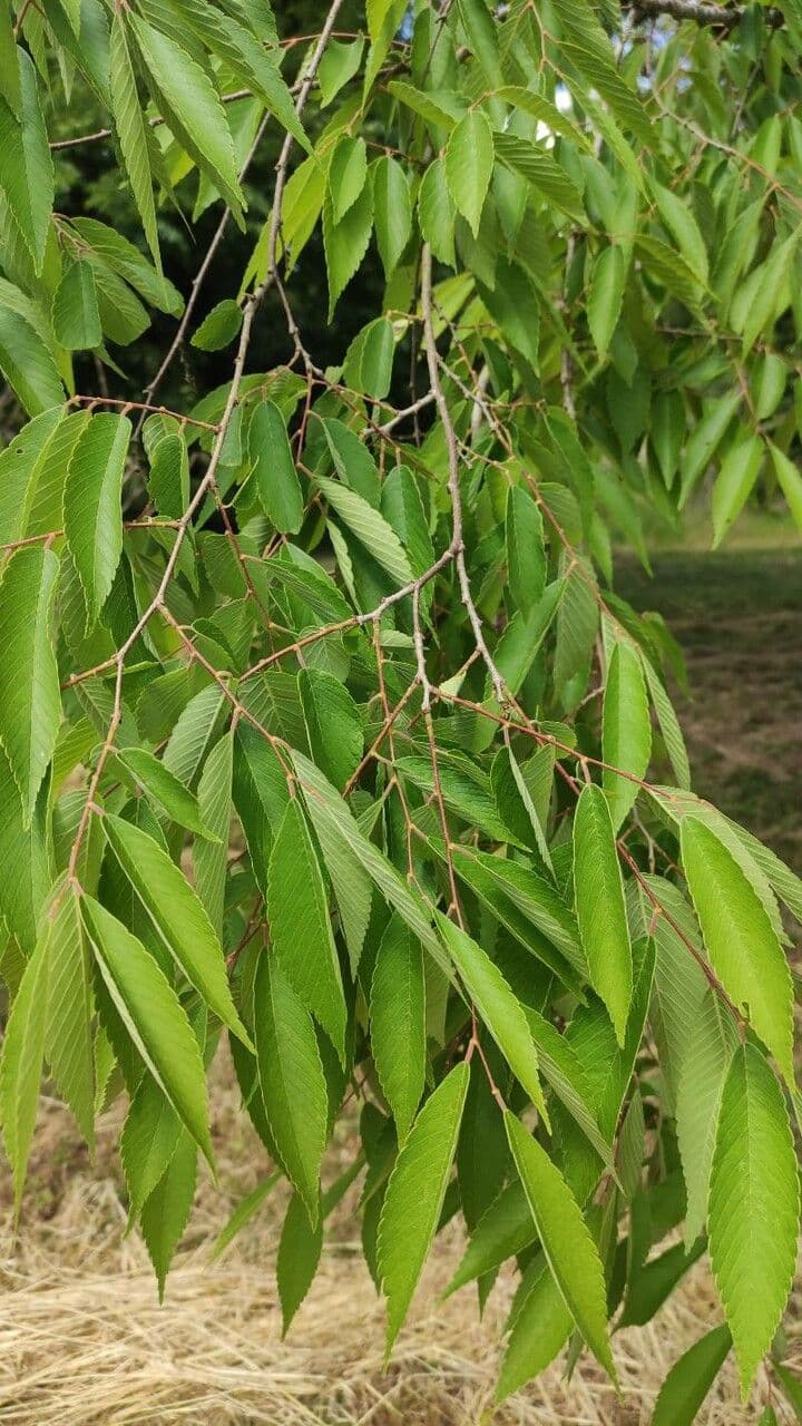 Zelkova 9