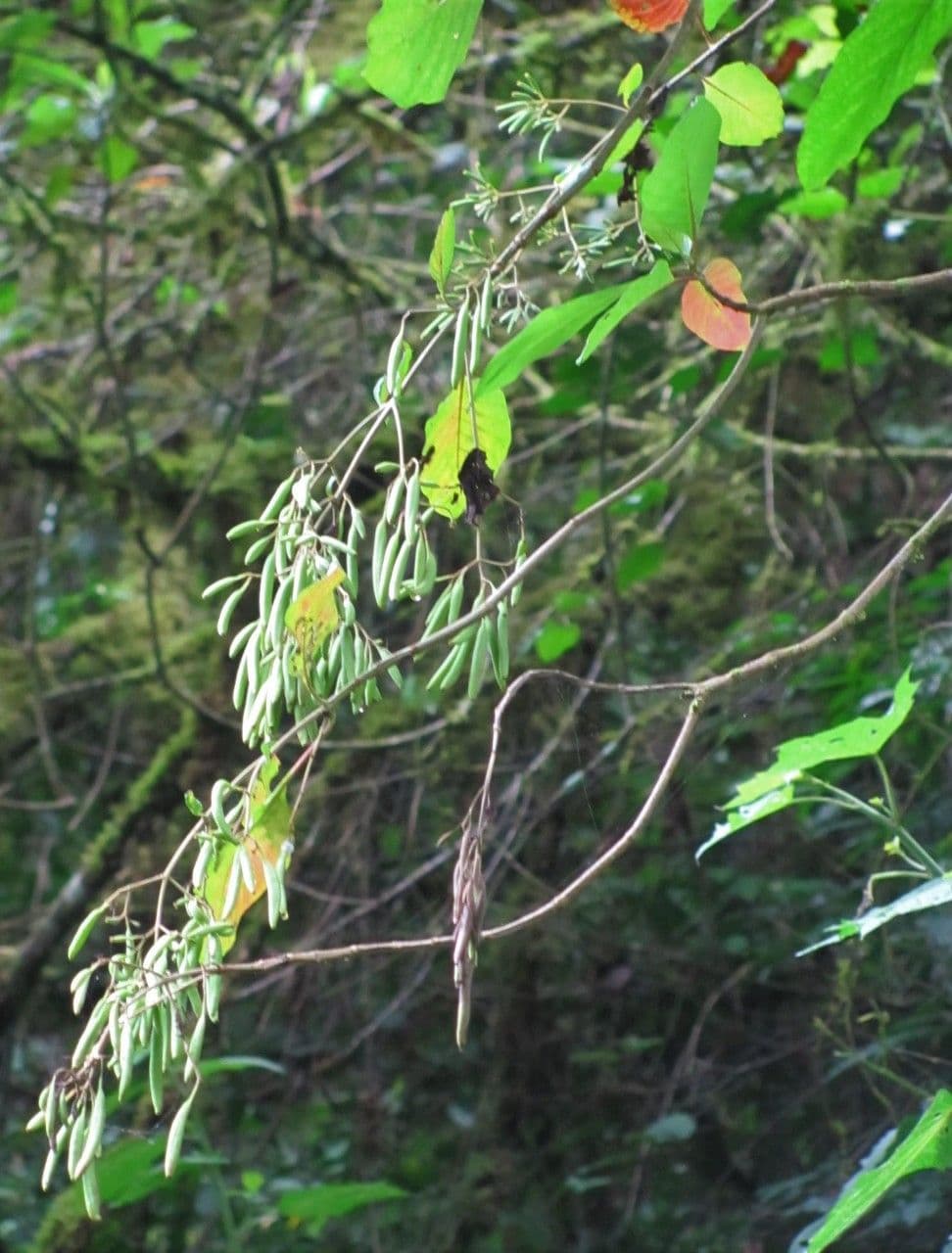 Chinarindenbaum 7