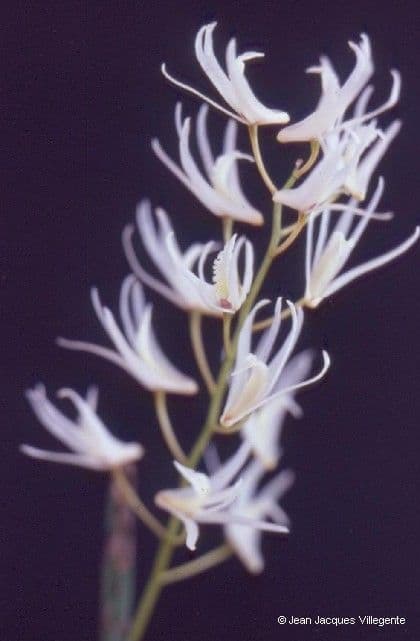 Dendrobium 2