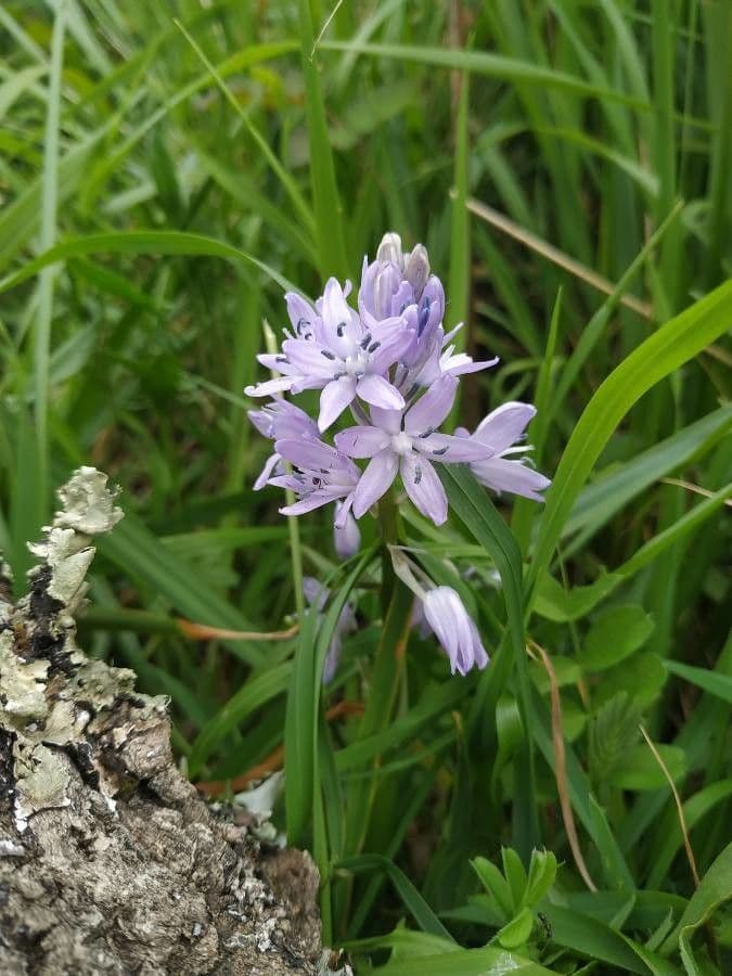 Scilla lilio-hyacinthus 5