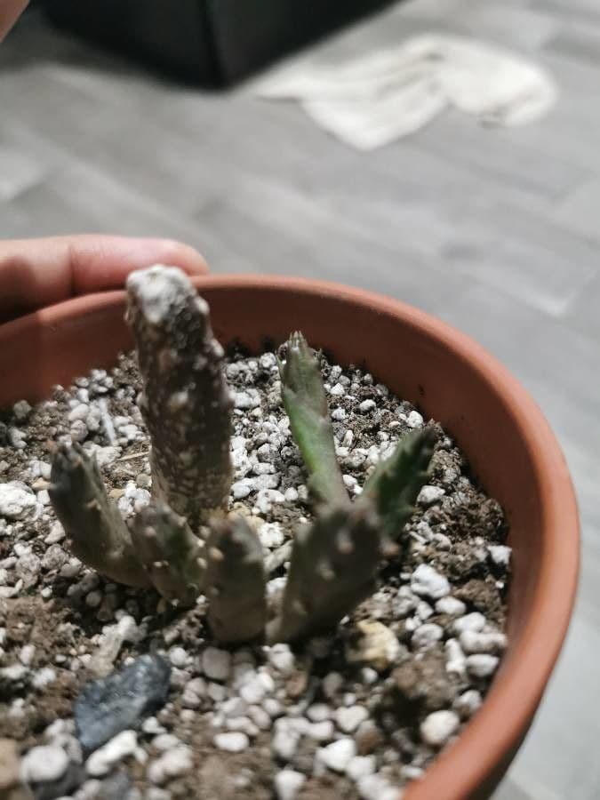 Stapelia 10