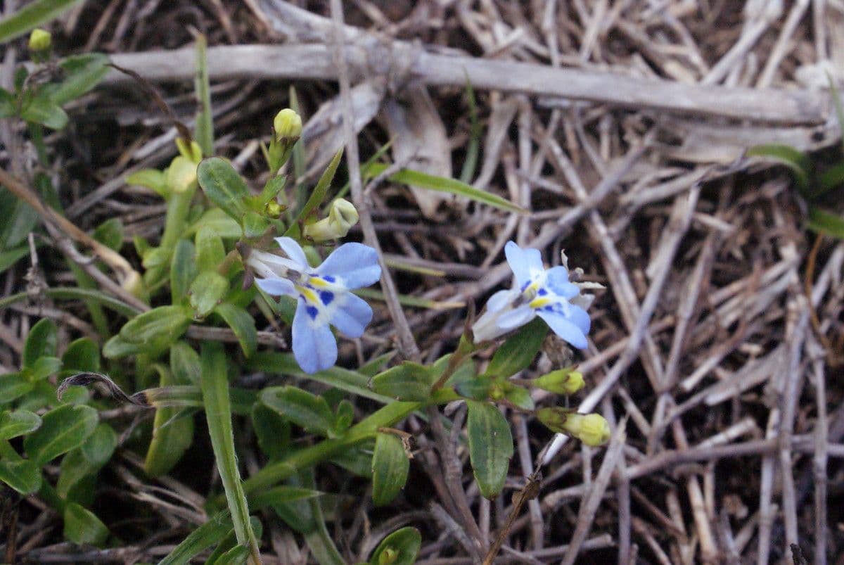 Lobelia strisciante 4