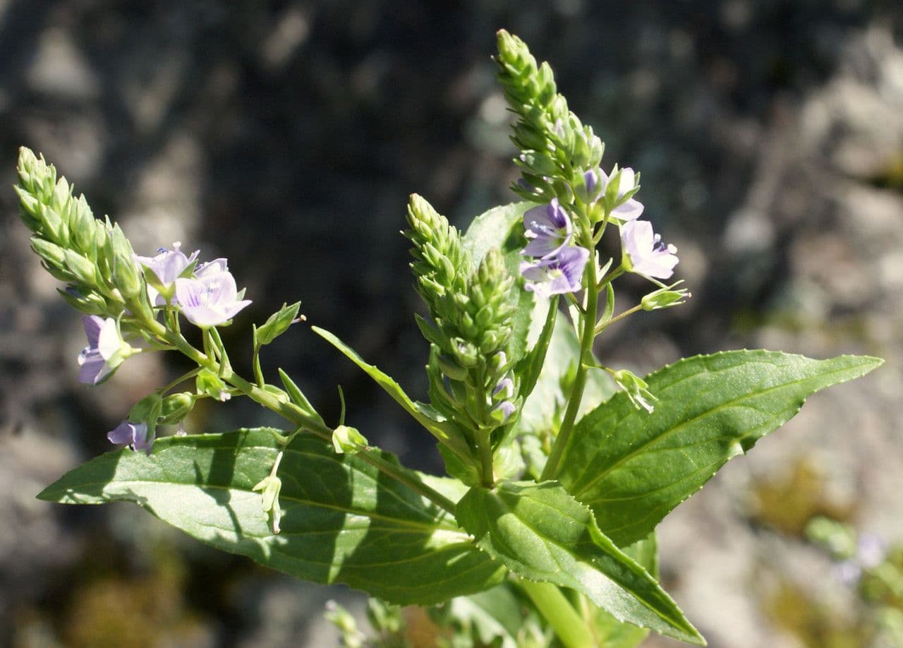 Veronica acquatica 11