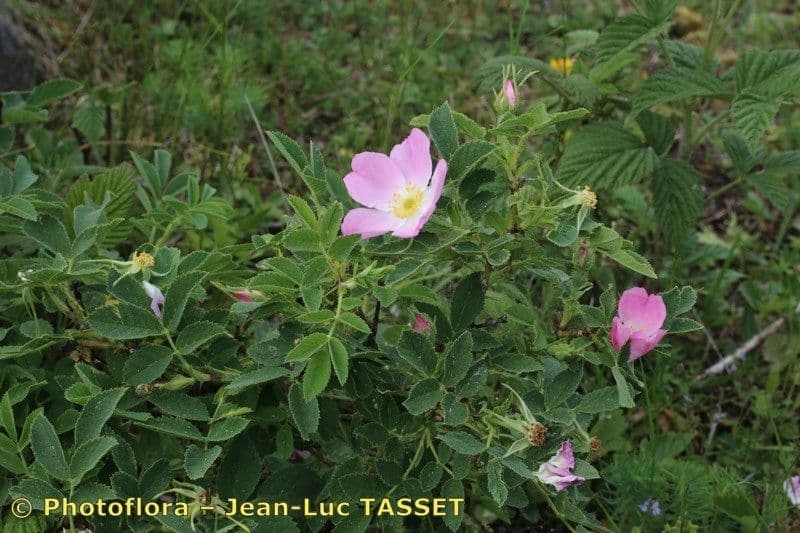 Weiche Rose 12
