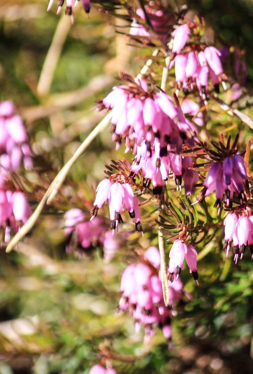 Erica herbacea 4