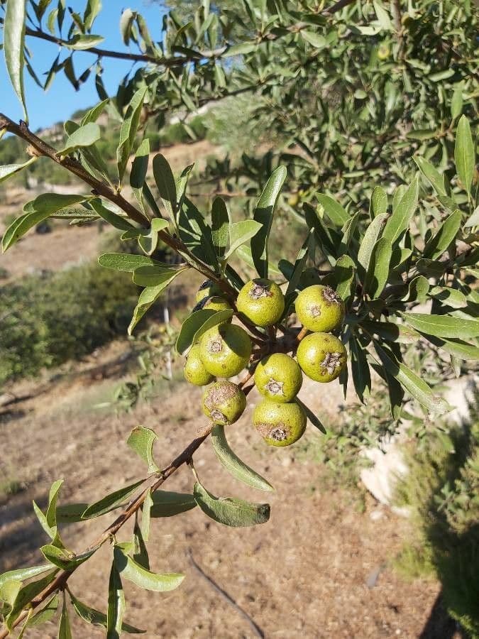 Peral de hoja de almendro 5