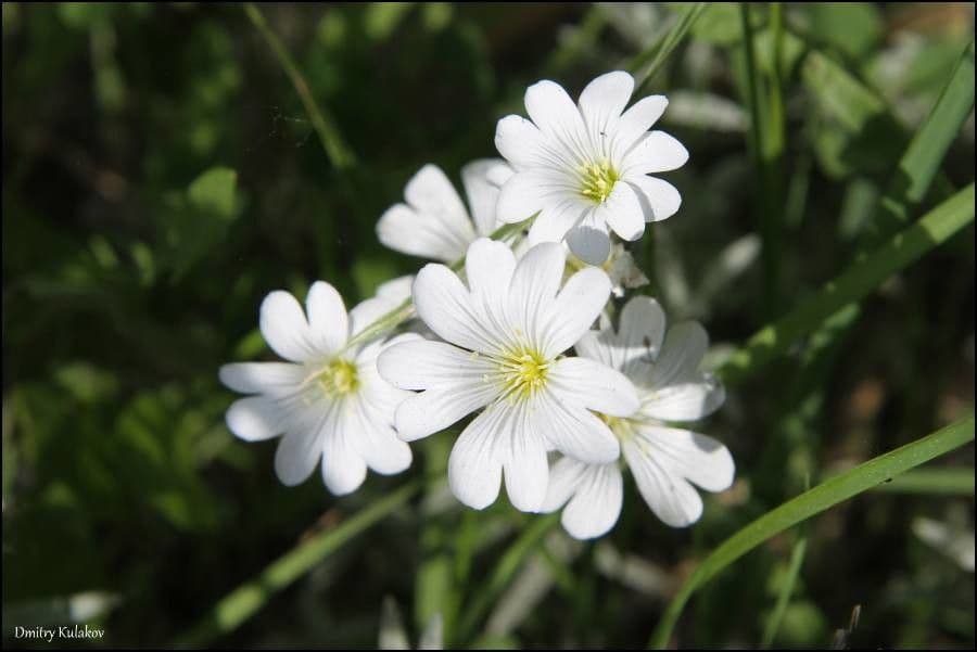 Silbernes Sternmännchen