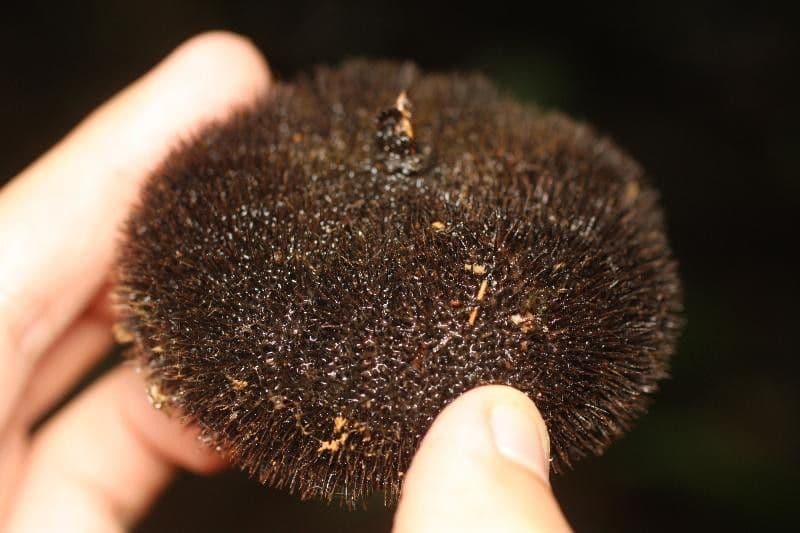 Apeiba
