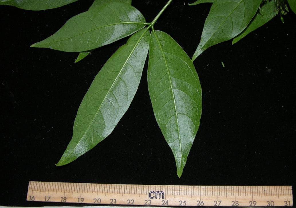 Crateva tapia 7