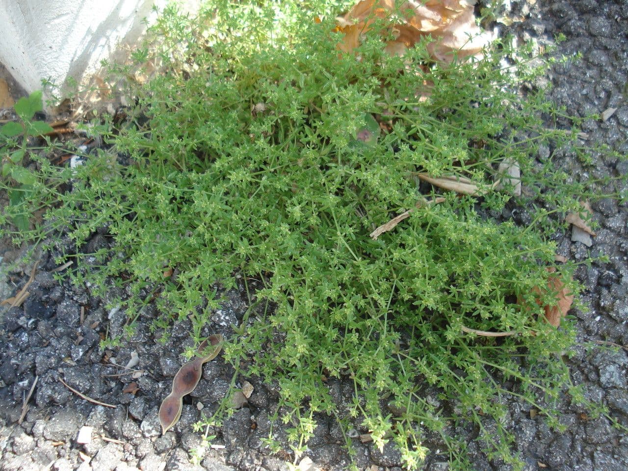 Galium murale 14