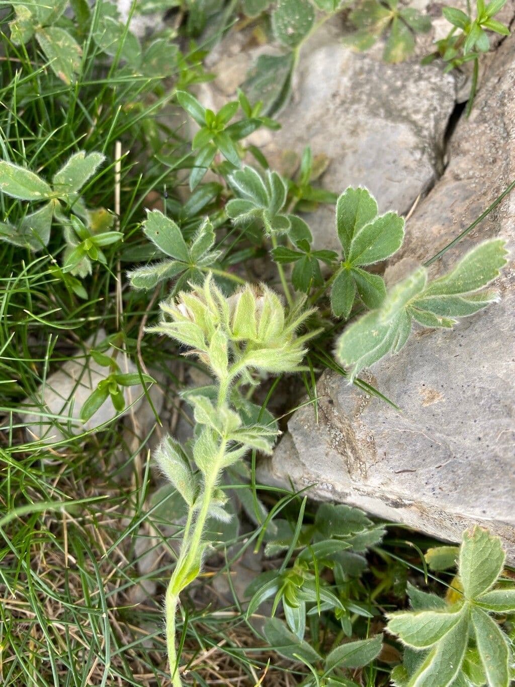 Schneehügel Fingerkraut 5