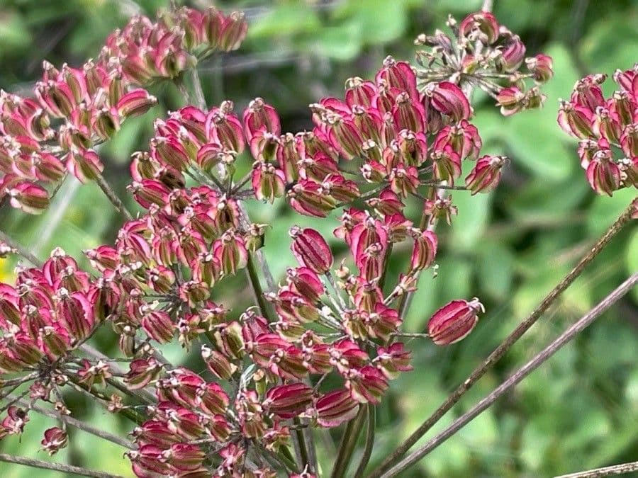 Broadleaf sermountain 3
