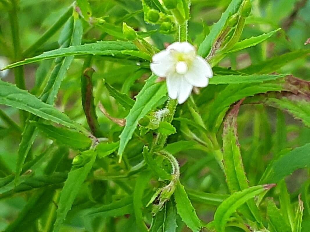 Scharlach-Weidenröschen 3