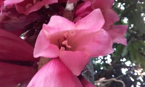 Tecomanthe