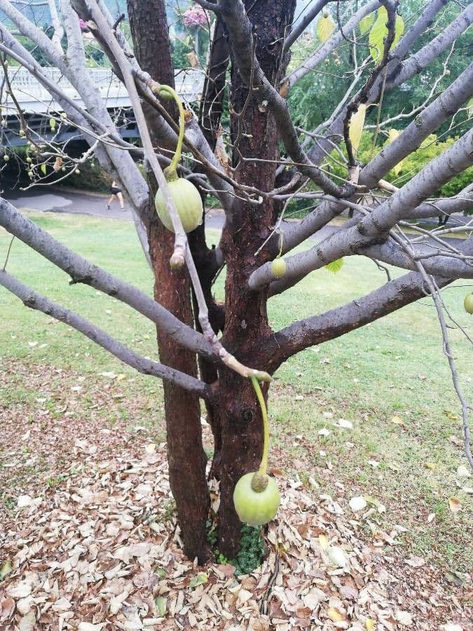 Taschentuchbaum 4