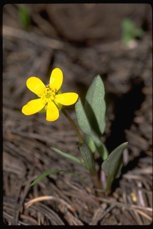 Ranunculus glaberrimus 8