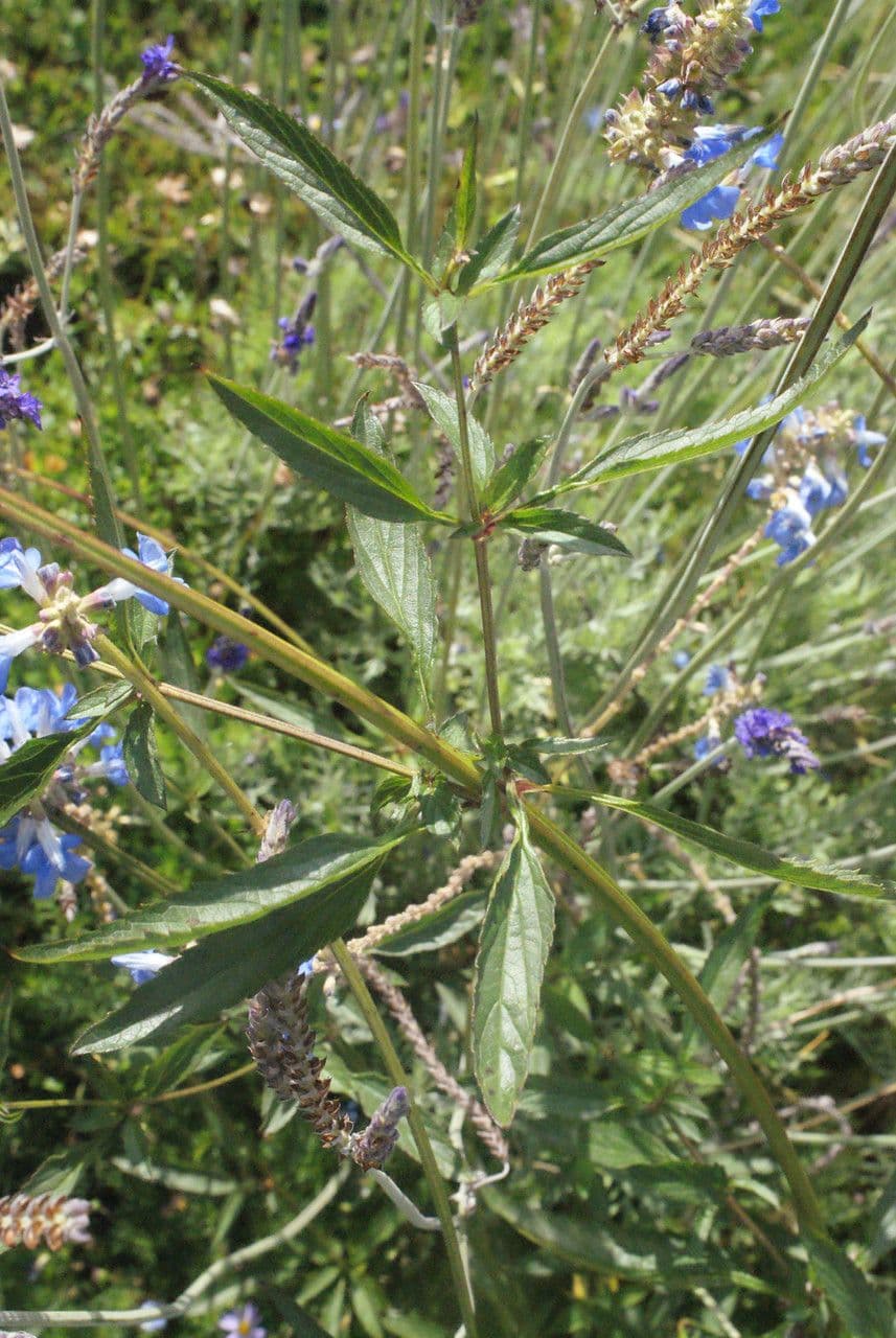 Bog sage 25