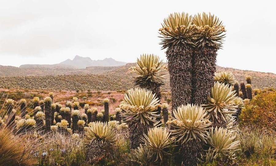 Frailejón 15