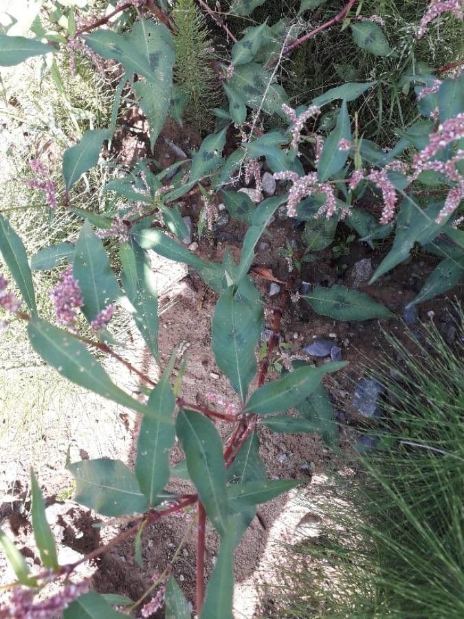 Persicaria de hoja de acedera 7