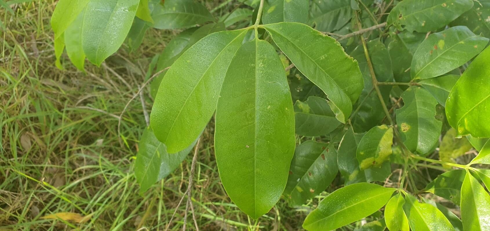 Melicope 4