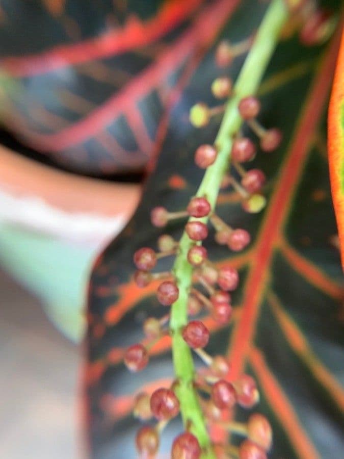 Croton variegato 4
