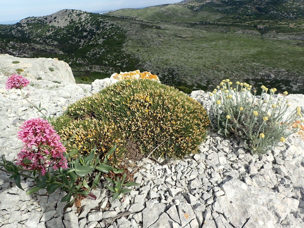 Gorse 9