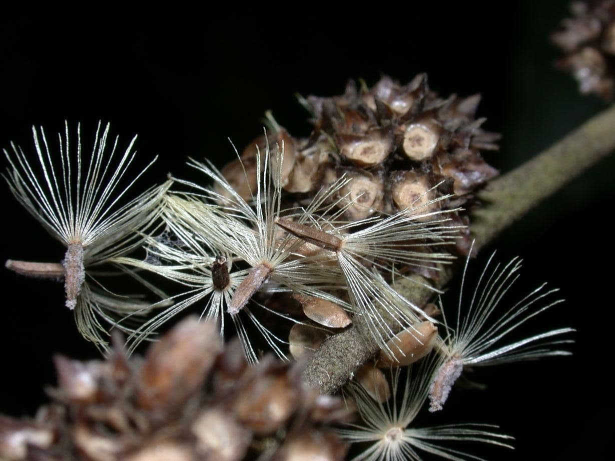Piptocarpha 4