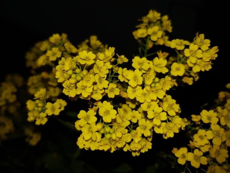 Aurinia saxatilis 9