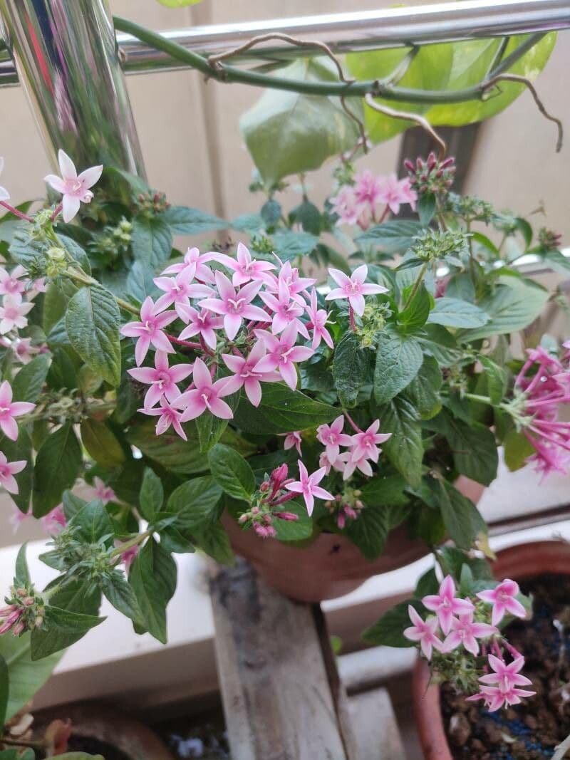 Pentas 10