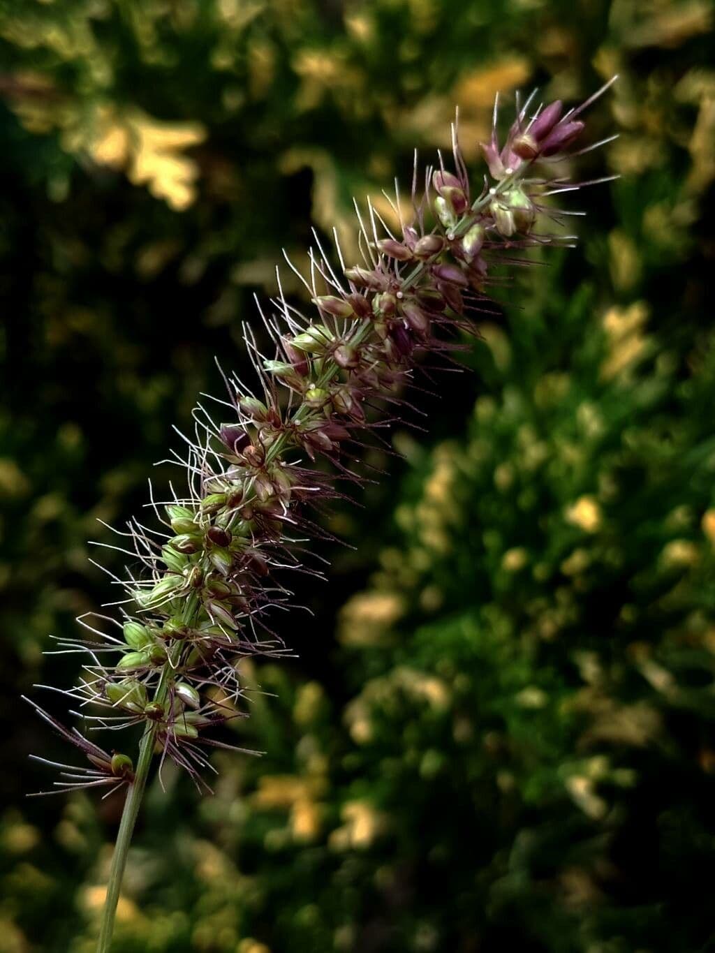 Setaria minore 5