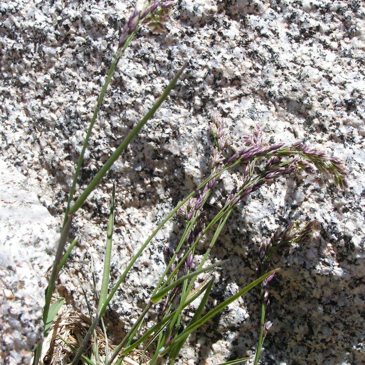 Pyrenäen-Schwingel 12