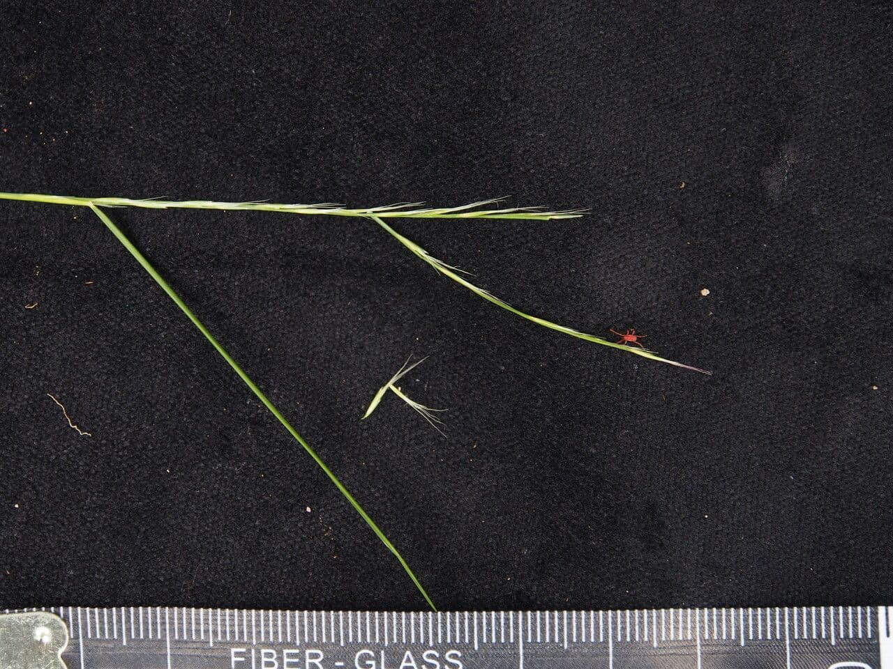 Tripogon 2