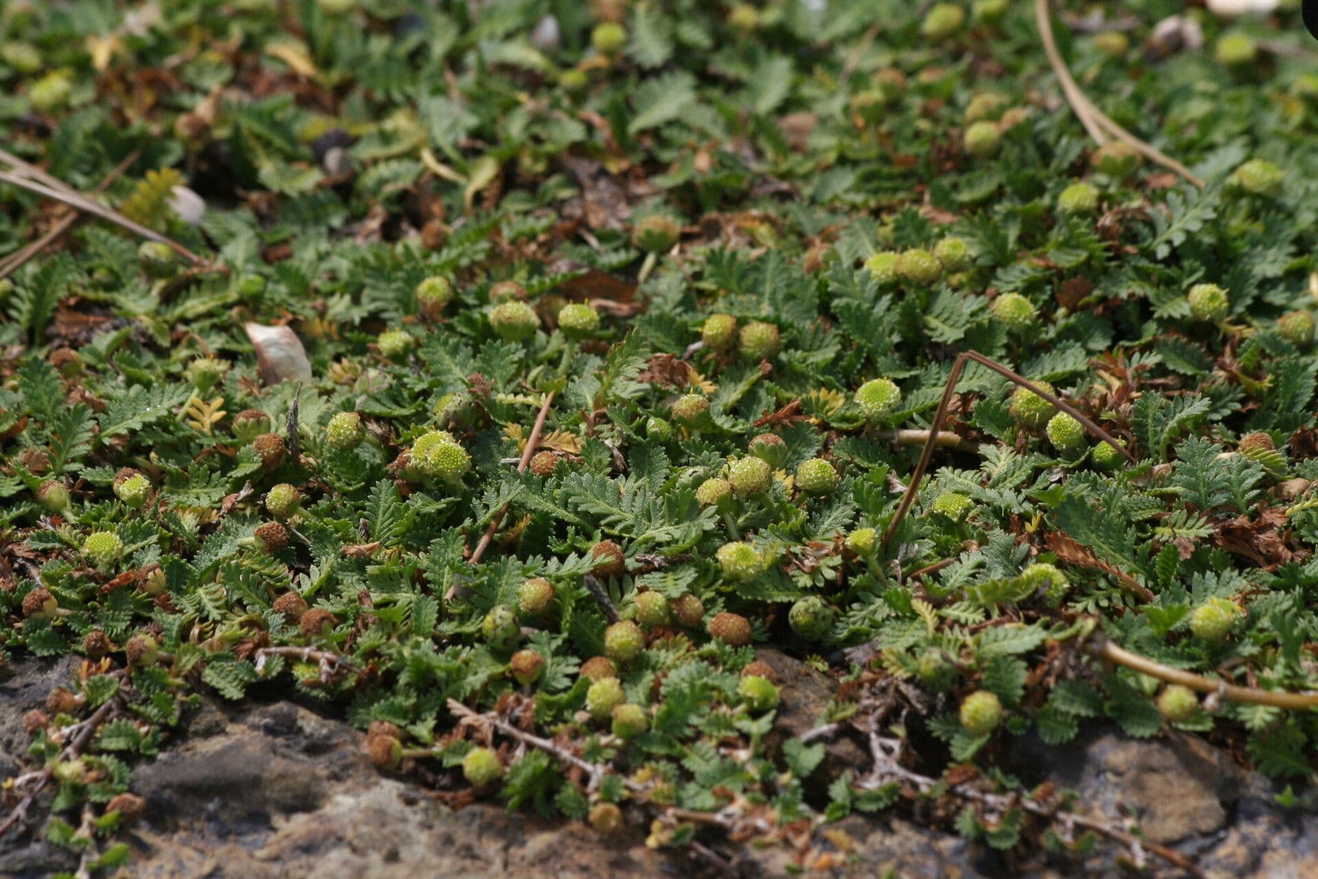 Leptinella