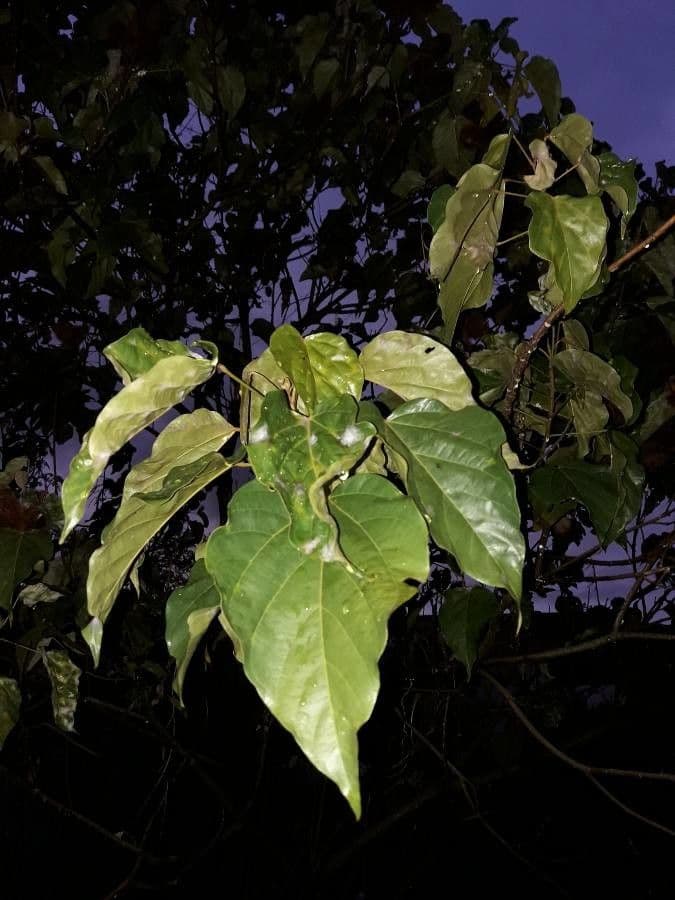 Achiote 16