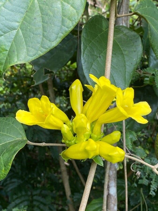 Anemopaegma 2