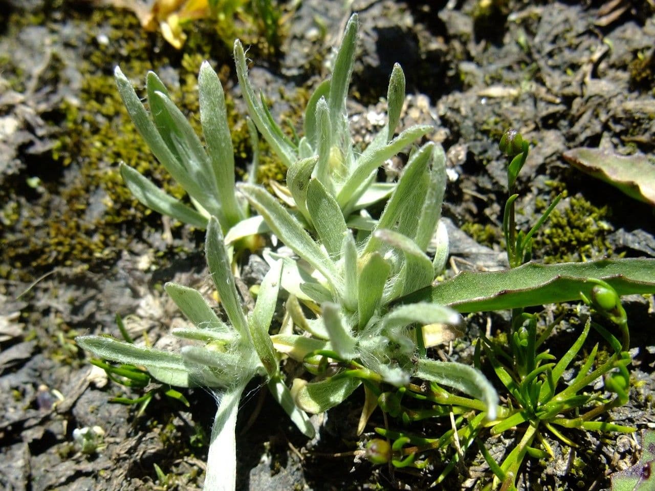 Gnaphalium nano 14