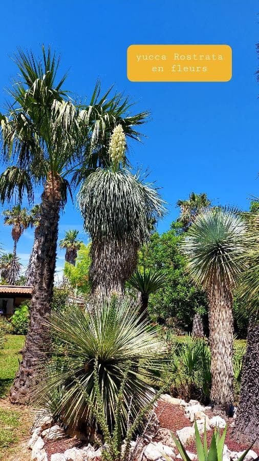 Yucca rostrata 5