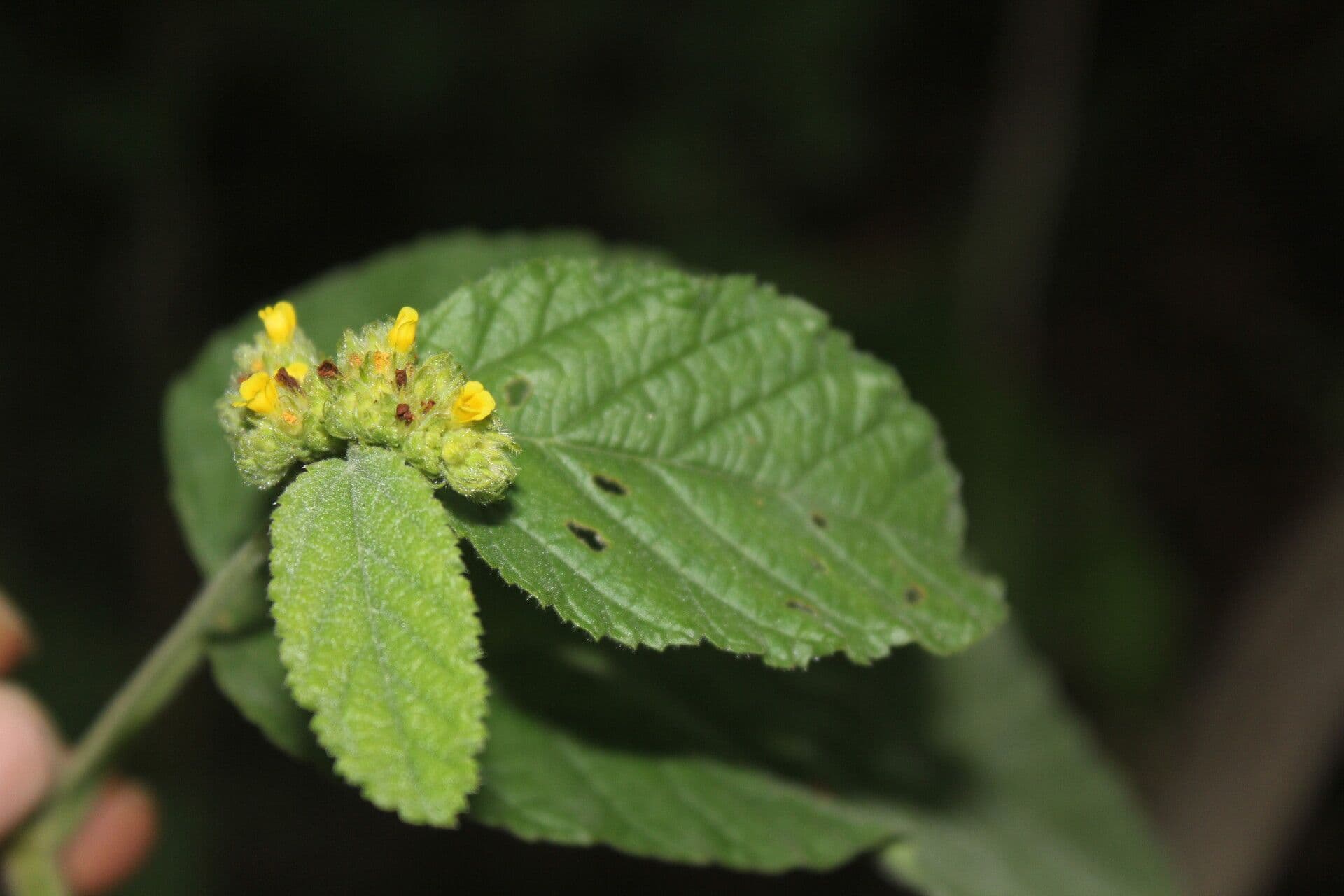 Waltheria 3