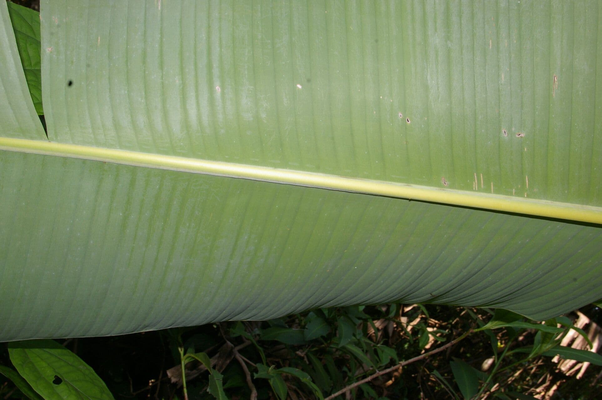 Abaca 10
