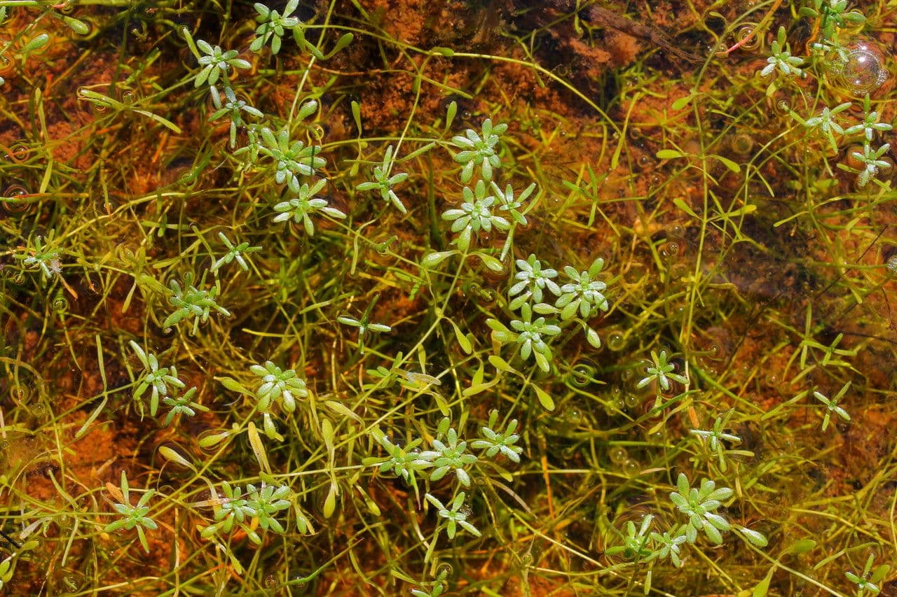 Callitriche brutia 13