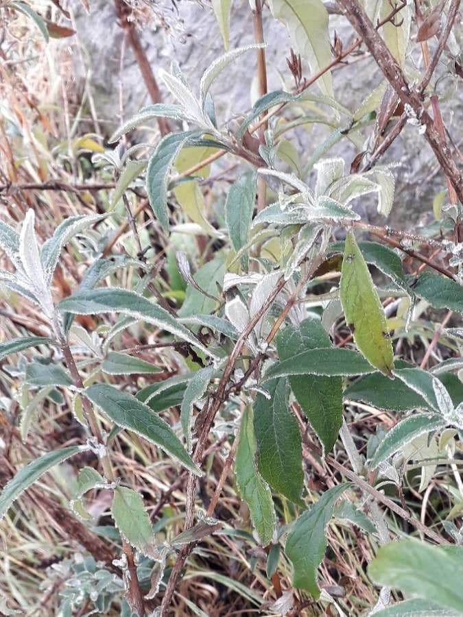 Buddleja di David 19