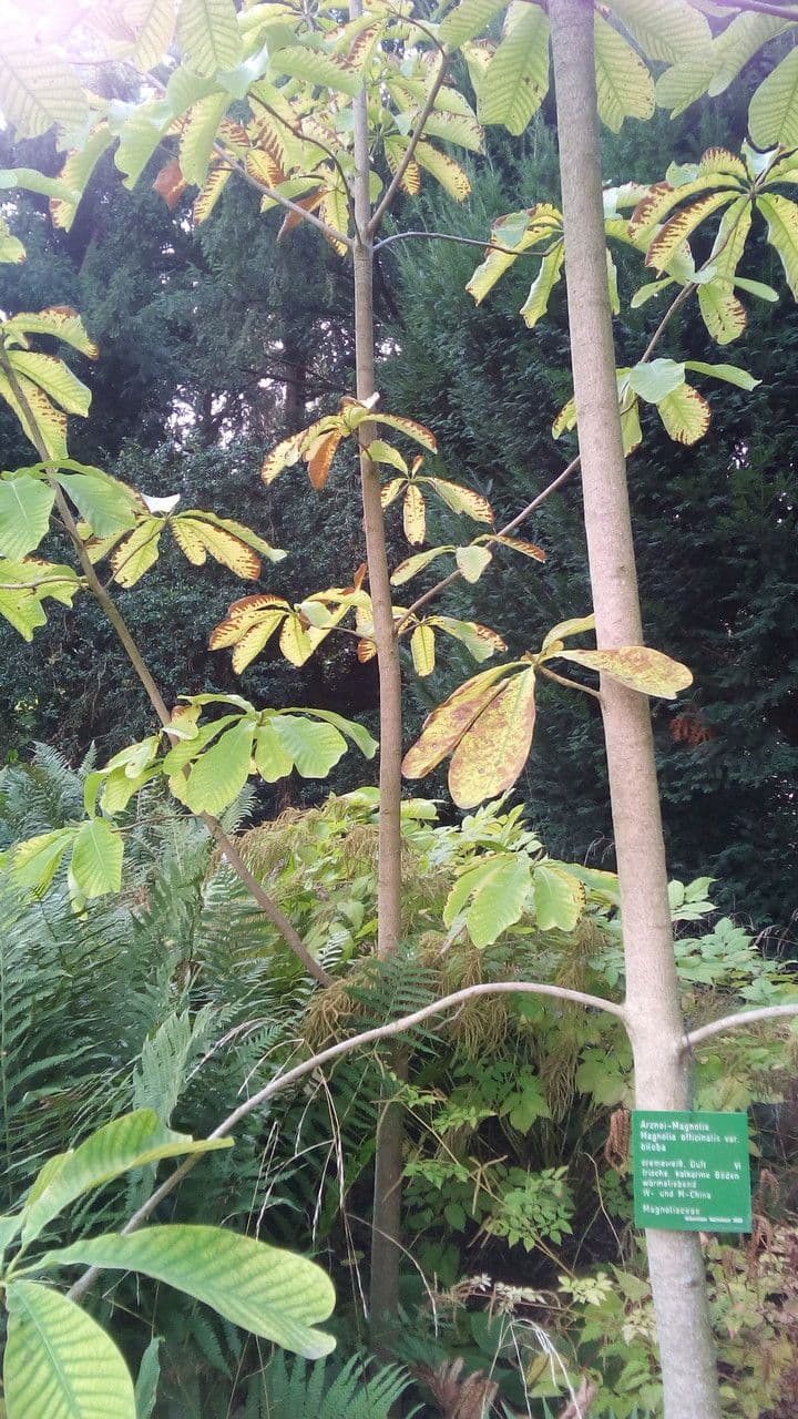 Magnolia ufficiale 7