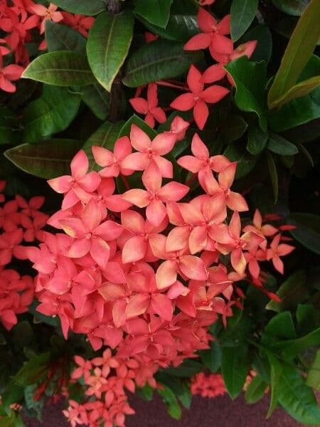 Ixora 10
