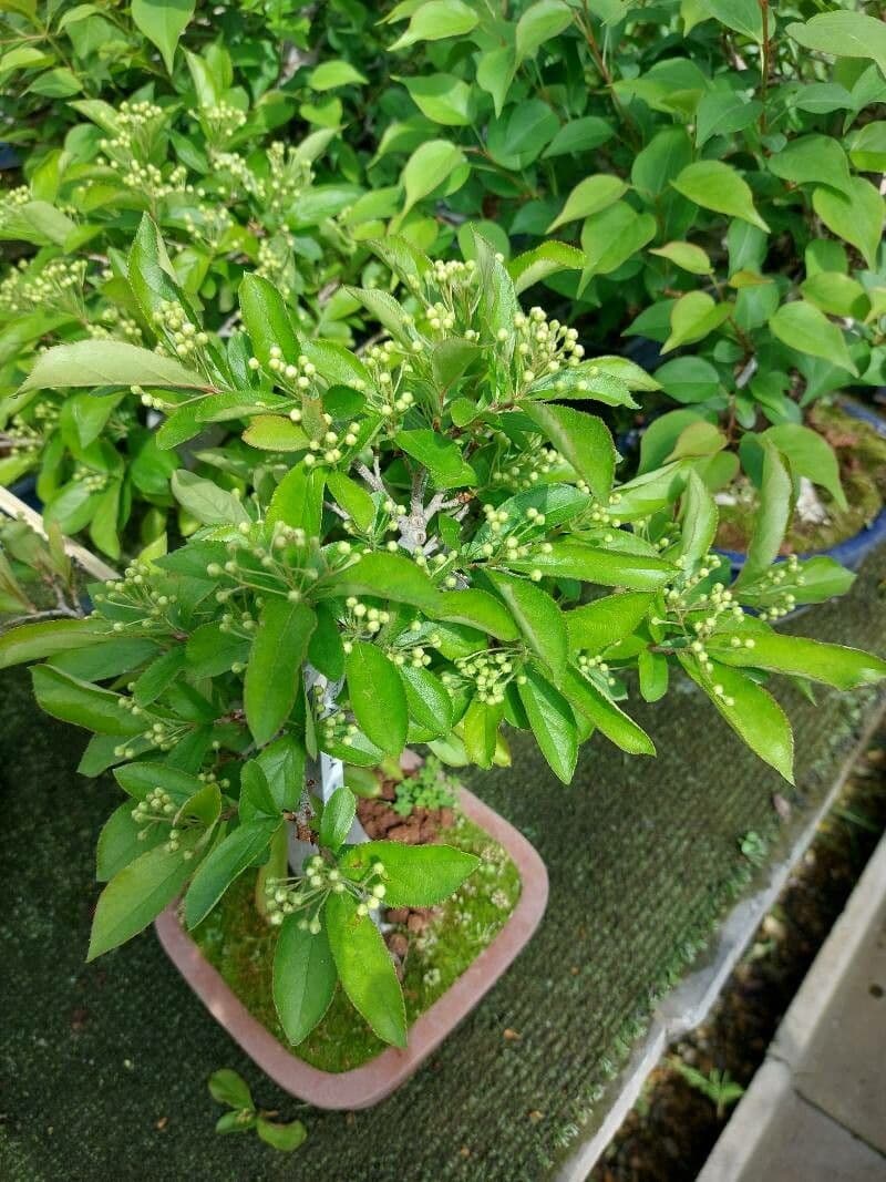 Photinia villosa 16