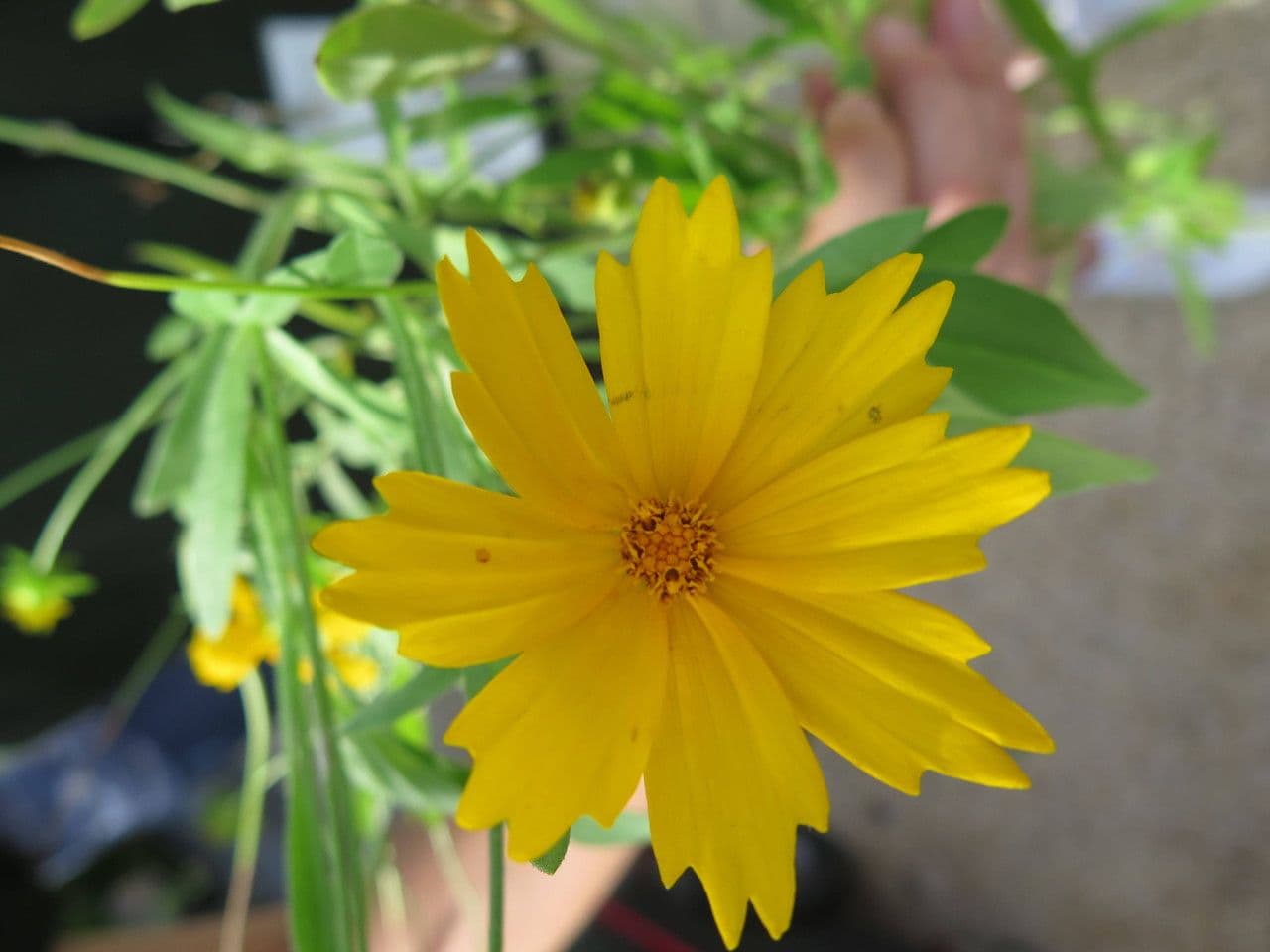 Coreopsis pubescens