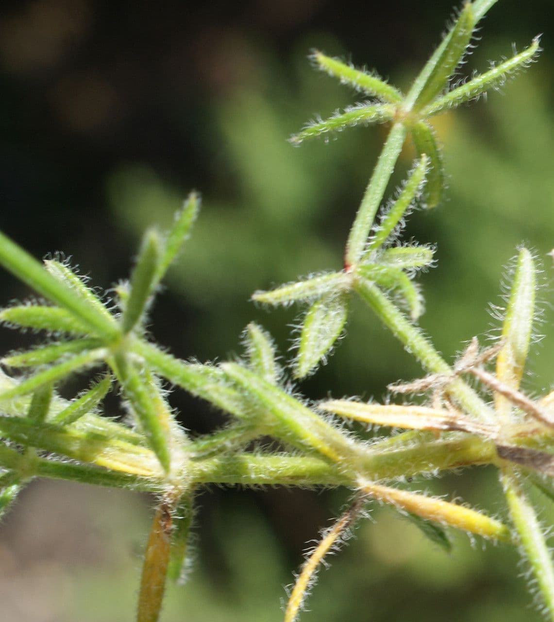 Asperula hirsuta 15