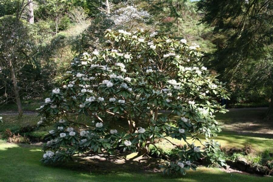 Rododendro