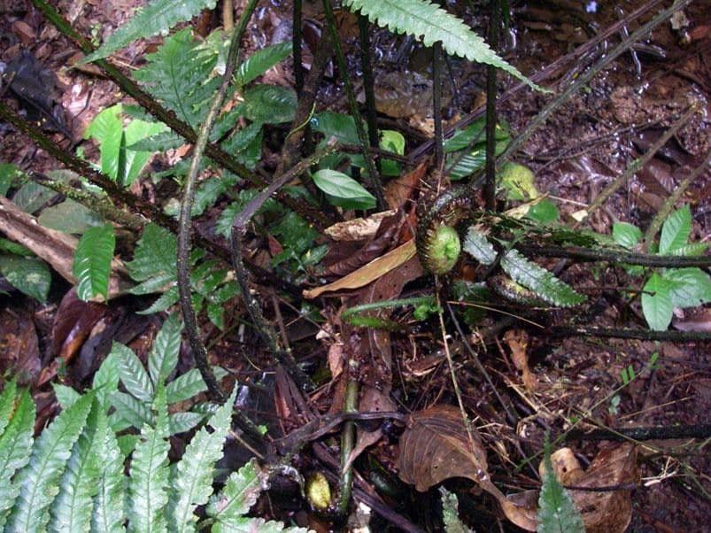 Stigmatopteris 2