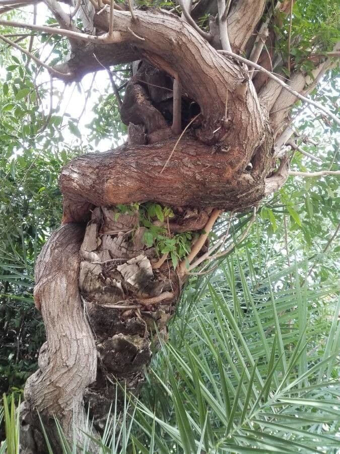 Brazilian peppertree 30